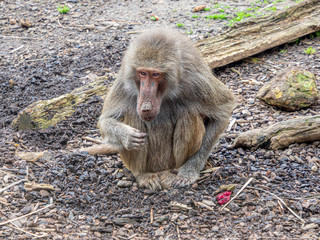 Baboon Sitting