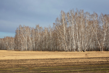 Beautiful autumn landscape. Bright yellow field, birch grove and gray-blue sky. Field after harvest