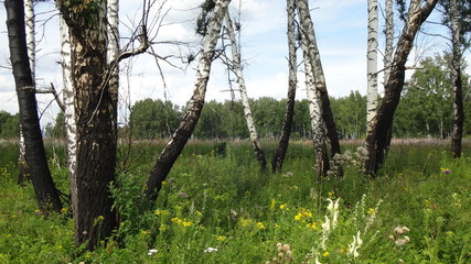 Fototapeta premium trees in the forest