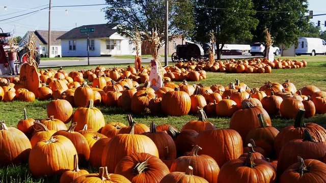 Halloween Pumpkin Patch In Small Town America Park