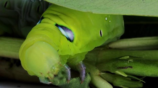 Oleander Hawk Moth Caterpillar (Daphnis nerii, Sphingidae), eat leaves of a plant.