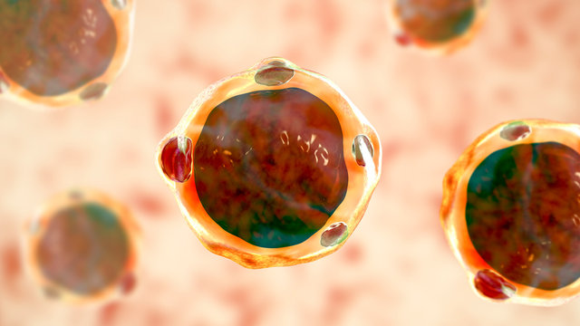 Blastocystis hominis parasite, 3D illustration. The causative agent of diarrheal infections in humans