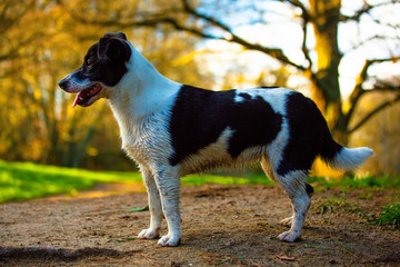 Border Jack puppy playing 