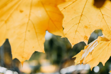 Fototapeta na wymiar Orange autumn maple leaf closeup. Copy space.