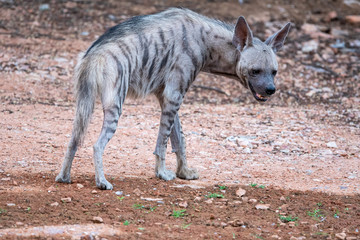Striped Hyenas (hyaena hyaena) have excellent senses of vision, hearing and smell spotted this at...