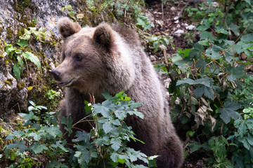 Fototapeta premium Ours