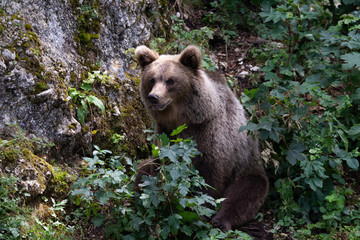 Fototapeta premium Ours