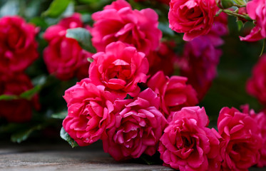 Beautiful red roses growing in groups in  late summer