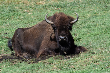 Bison
