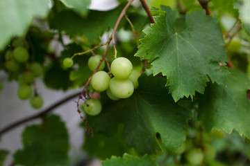 Bunch of young fresh green ripe grape fruit on green leaves under soft sunlight in vineyard at the...