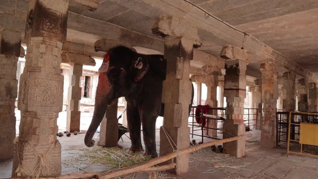 The elephant inside the Virupaksha temple usually used in southern India for the procession of god Idols.