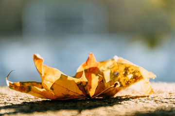 Obraz na płótnie Canvas The dry maple leaf is lonely. closeup, concept. copy space.