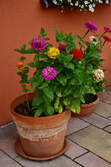 Beautiful colorful zinnia in a ceramic pot, terrace decoration.