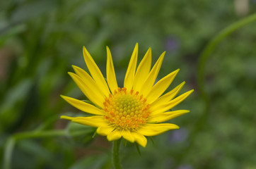 yellow flower on green background of grass