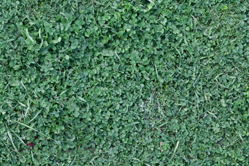 seamless grass texture, shallow vegetation, high resolution seamless texture