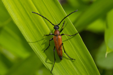 red Cerambycidae on a leaf