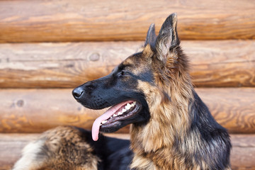 German Shepherd portrait with open mouth and protruding tongue against the wall of the log house in profile