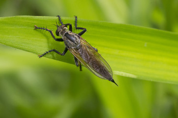 bee killer on a leaf