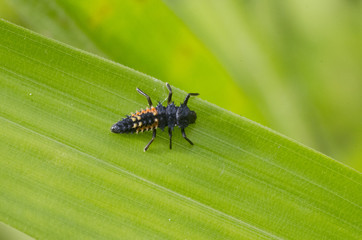 Fototapeta premium larva of lady bug