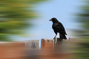 Crow preched on a wooden fence