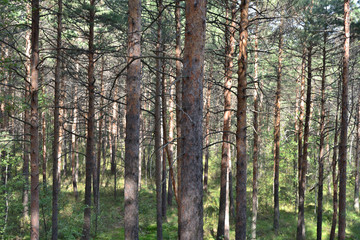 Fototapeta na wymiar Pine forest.