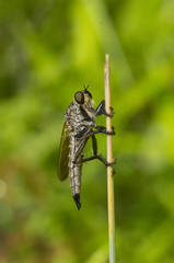 bee killer on a leaf