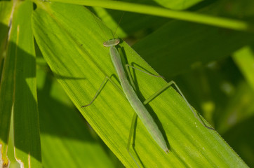 mantis on a leaf