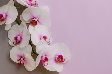 White flowers orchid on pink background.