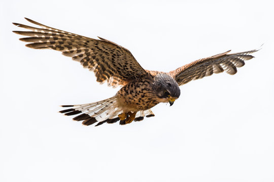 Falcon hovering close by