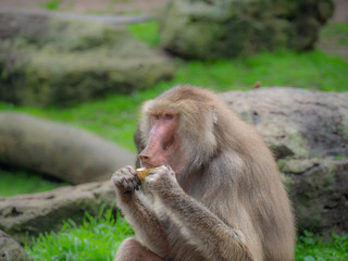 Baboon Chewing Fruit