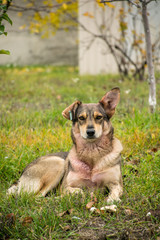 A stray dog with one raised ear and a clip in the other ear lies on the grass and sadly straight. closeup, copy space.