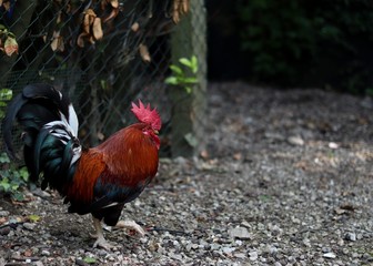 Gallo