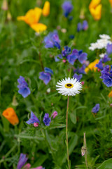 Fototapeta premium Weiße Blume im bunten Blumenbeet