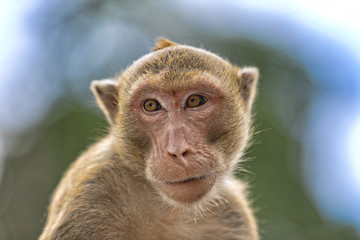 Monkey mountain Hua Hin