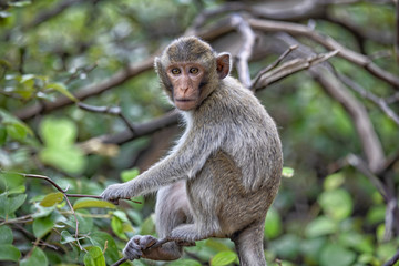 Monkey mountain Hua Hin