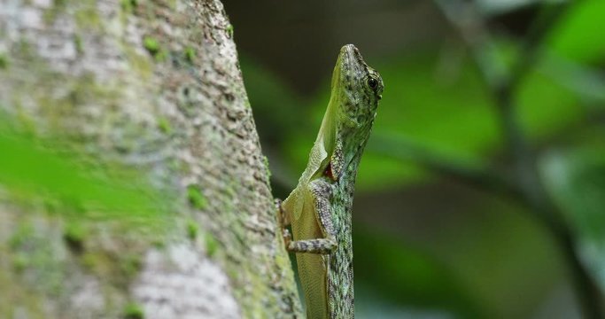 Barred gliding lizard - Draco taeniopterus - Draco is a genus of agamid lizards that are also known as flying lizards, flying dragons or gliding lizards, capable of gliding flight, escape