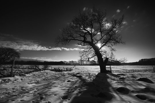 winter landscape with a tree - blackandwhite