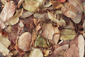 Dry leaves deposition on the ground