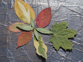 Fototapeta na wymiar Collection of beautiful and bright dry leaves on a dark gold-veined substrate close-up. Original bright picture of the herbarium for design, drawing and printing of the artwork.