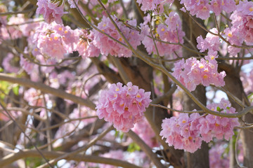 Fototapeta premium Beautiful pink tabebuia rosea flower plant.