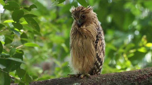 Buffy Fish Owl - Ketupa ketupu or Malay fish owl, is a species of owl in the family Strigidae. India and southern Burma, Cambodia, Laos and Vietnam, Thailand, the Malay