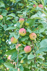 Red delicious apple. Shiny delicious apples hanging from a tree branch in an apple orchard