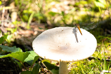 キノコとトンボ