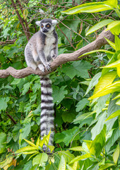 Lemur On Branch vert