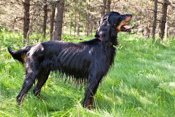 Dog breed  Setter Gordonin standing on emerald green meadow in the forest