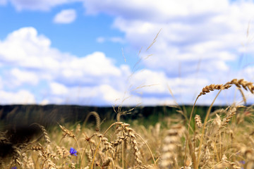 Fields with an infinite wheat. Agricultural field with sky and clouds.