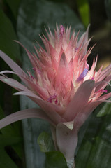 tropical plant, Aechmea fasciata