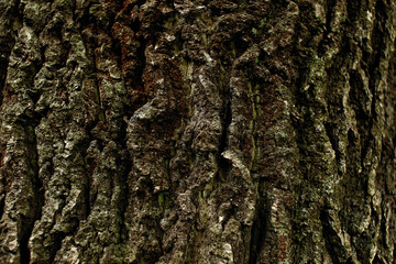 Texture of the brown bark of a tree with green moss.