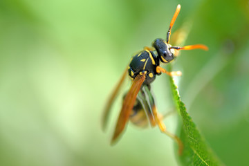 bee on flower