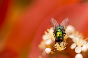 fly on flower